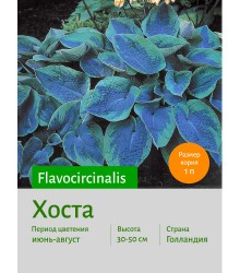 Хоста Flavocircinalis