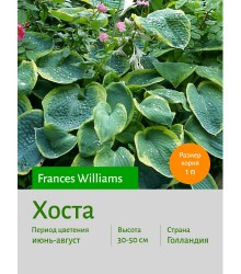 Хоста Frances Williams