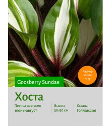 Хоста Goosberry Sundae