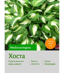 Хоста Mediovariegata