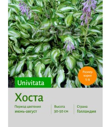 Хоста Univitata