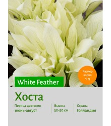Хоста White Feather
