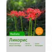 Ликорис Radiata