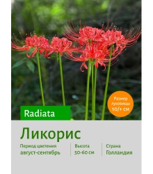 Ликорис Radiata