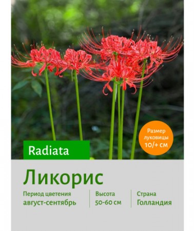 Ликорис Radiata