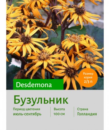 Бузульник Desdemona