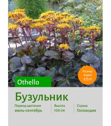Бузульник Othello