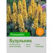 Бузульник przewalskii