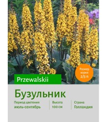 Бузульник przewalskii