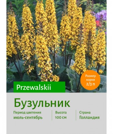 Бузульник przewalskii