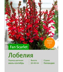 Лобелия Fan Scarlet