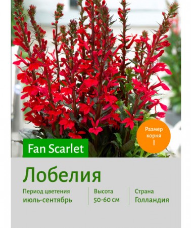 Лобелия Fan Scarlet