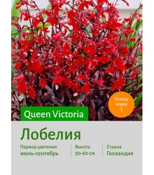 Лобелия Queen Victoria