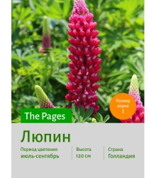 Люпин The Pages