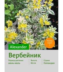 Вербейник Alexander