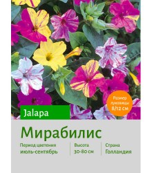 Мирабилис jalapa