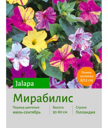 Мирабилис jalapa