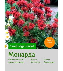 Монарда Cambridge Scarlet