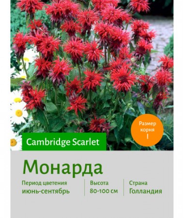 Монарда Cambridge Scarlet