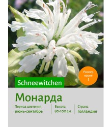 Монарда Schneewitchen