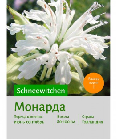 Монарда Schneewitchen