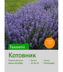 Котовник faassenii