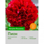 Пион Adolphe Rousseau