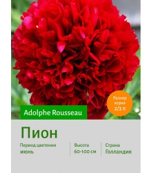 Пион Adolphe Rousseau Пион Adolphe Rousseau