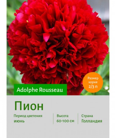 Пион Adolphe Rousseau