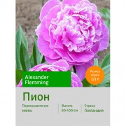 Пион Alexander Flemming