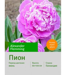 Пион Alexander Flemming Пион Alexander Flemming