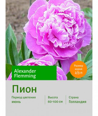 Пион Alexander Flemming