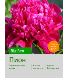 Пион Big Ben Пион Big Ben