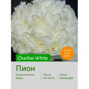 Пион Charlies White