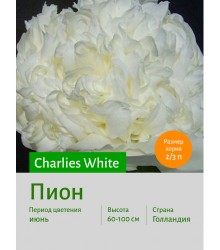 Пион Charlies White Пион Charlies White