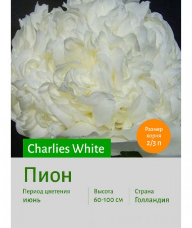 Пион Charlies White