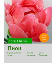 Пион Coral Charm Пион Coral Charm