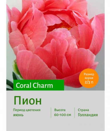 Пион Coral Charm
