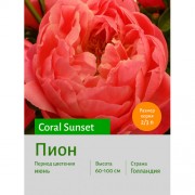 Пион Coral Sunset