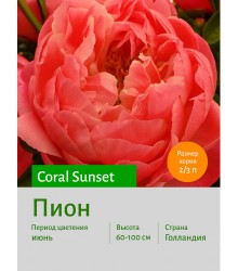 Пион Coral Sunset Пион Coral Sunset