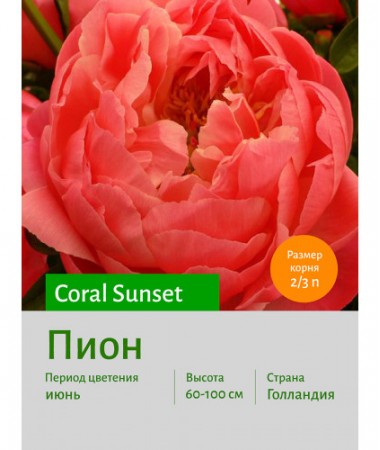Пион Coral Sunset