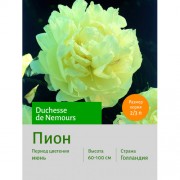 Пион Duchesse de Nemours