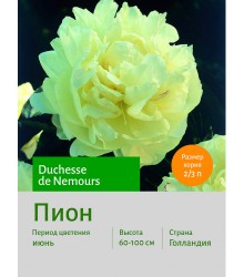 Пион Duchesse de Nemours Пион Duchesse de Nemours
