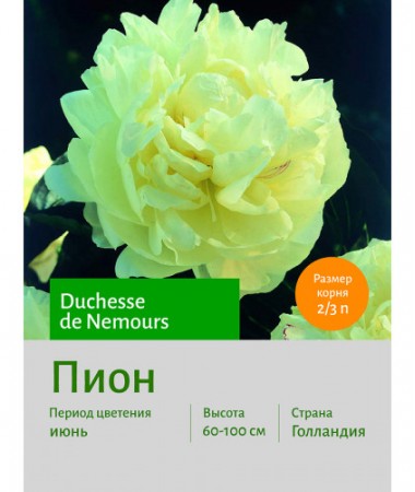 Пион Duchesse de Nemours