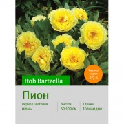 Пион Itoh Bartzella