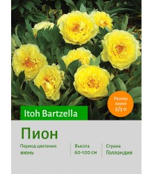 Пион Itoh Bartzella Пион Itoh Bartzella