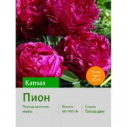Пион Kansas
