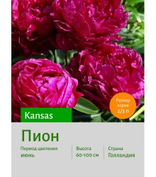 Пион Kansas Пион Kansas