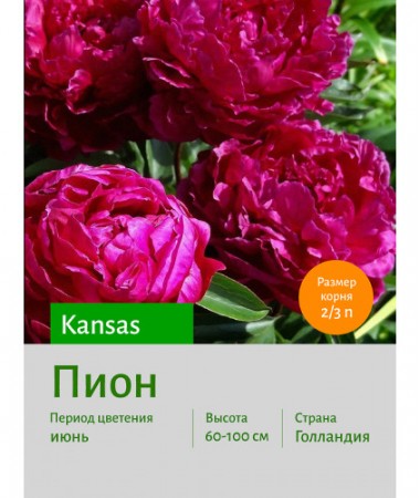 Пион Kansas