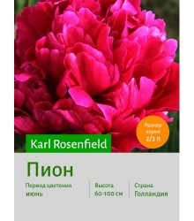 Пион Karl Rosenfield Пион Karl Rosenfield